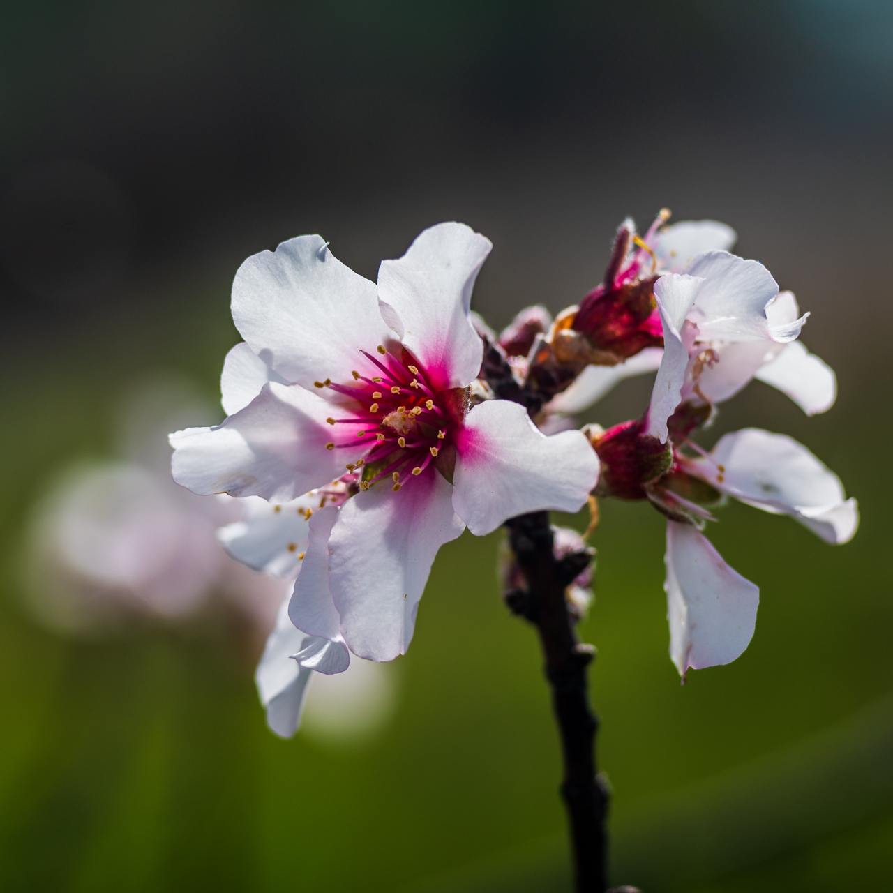 Mandelblüte