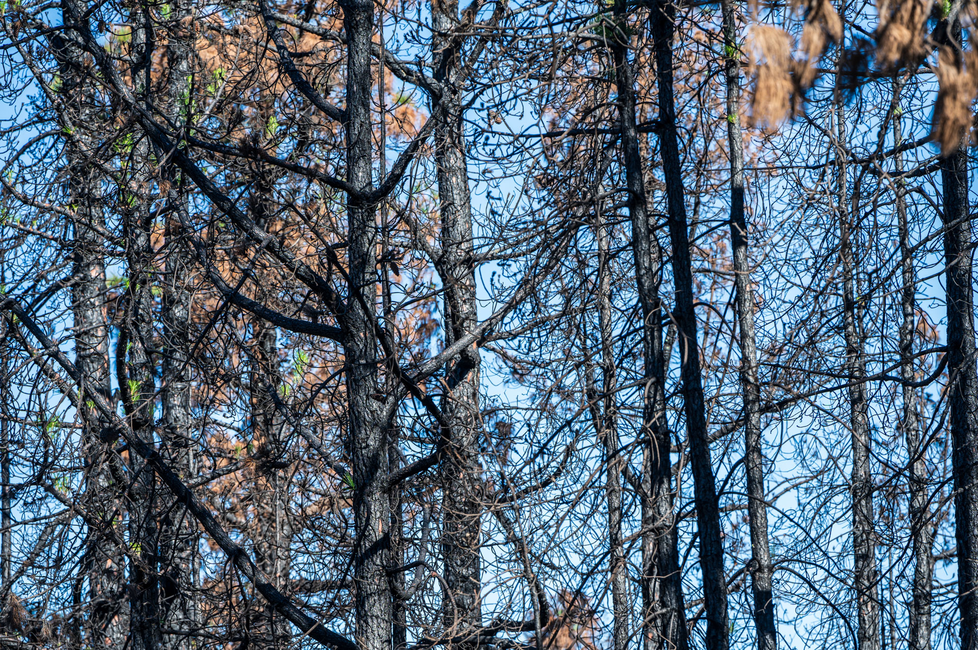 Verbrannter Wald