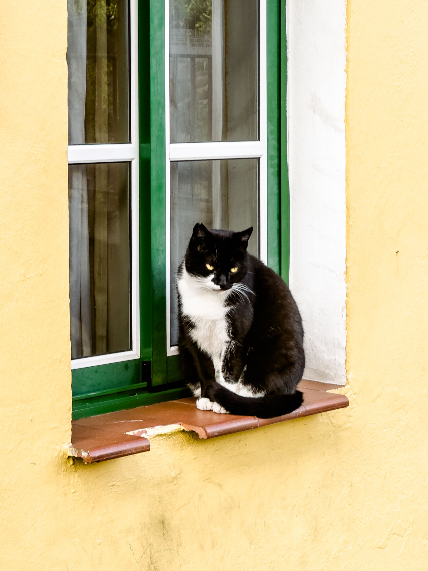Katze